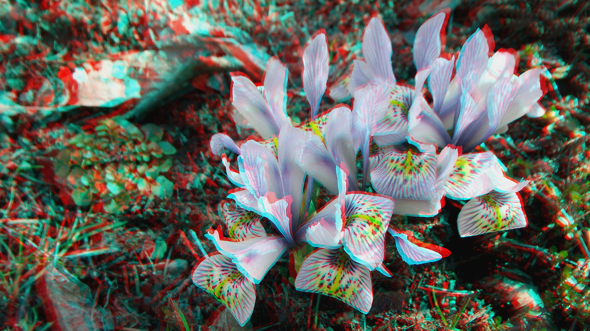 Noch eine Frühlingsblume 3D (Ana u. Link zur MPO)