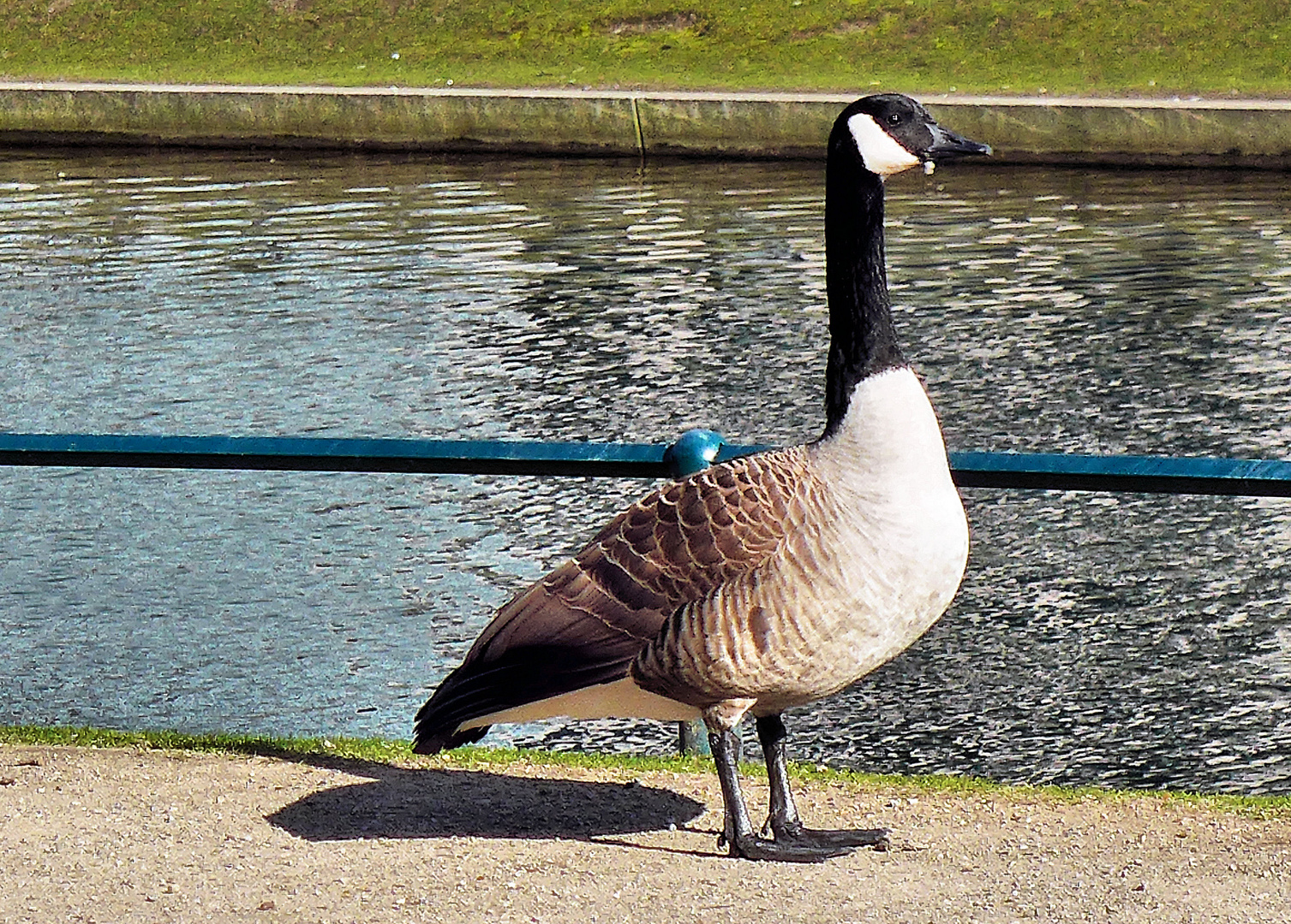 Noch eine ganz stolze Gans