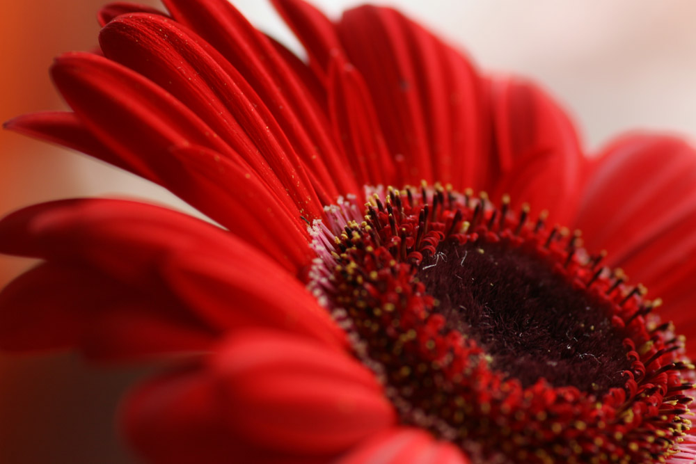 .... noch eine Gerbera ....