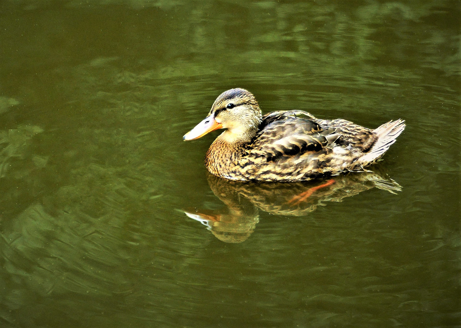 Noch eine gespiegelte Ente im See.