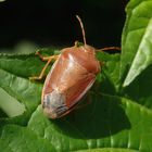 Noch eine Ginster-Baumwanze (Piezodorus lituratus)