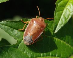 Noch eine Ginster-Baumwanze (Piezodorus lituratus)