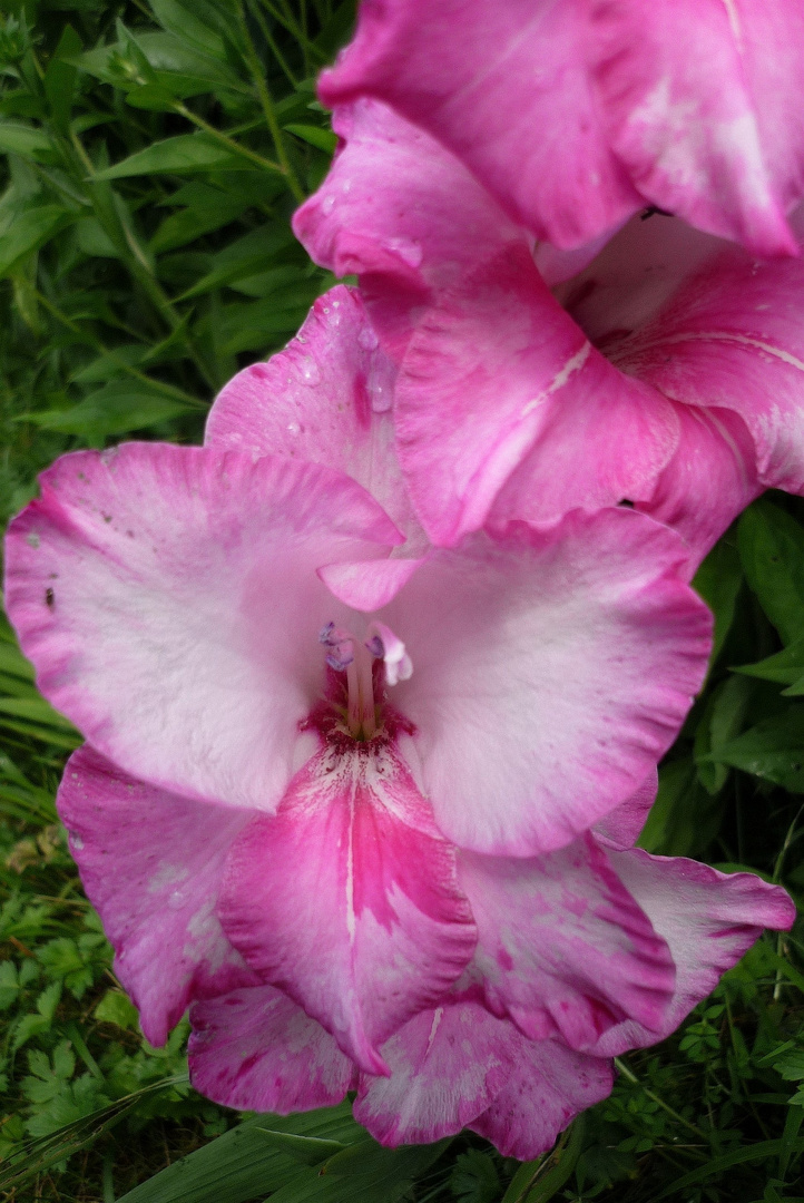 noch eine Gladiole