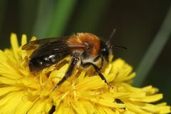 Noch eine Glänzende Düstersandbiene (Andrena nitida)