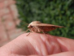 Noch eine Hausmutter (Noctua pronuba) ?