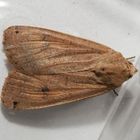 Noch eine Hausmutter (Noctua pronuba) ?