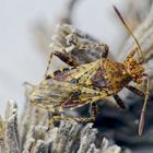 Noch eine Hellbraune Glasflügelwanze (Rhopalus subrufus)