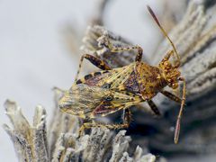 Noch eine Hellbraune Glasflügelwanze (Rhopalus subrufus)