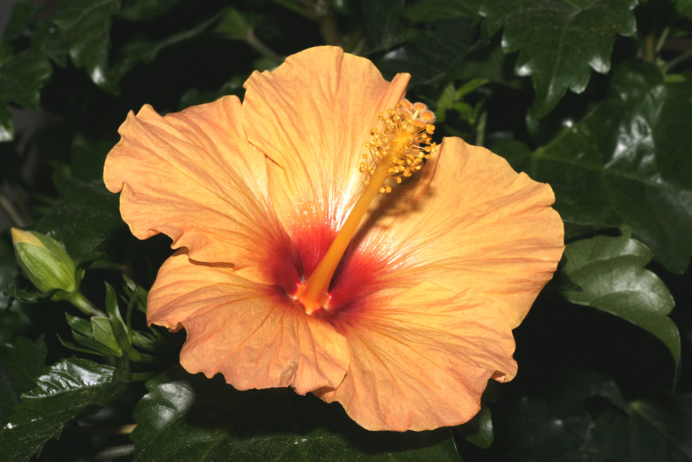 Noch eine Hibiskusblüte