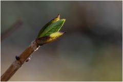noch eine Hortensie