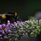 Noch eine Hummel 