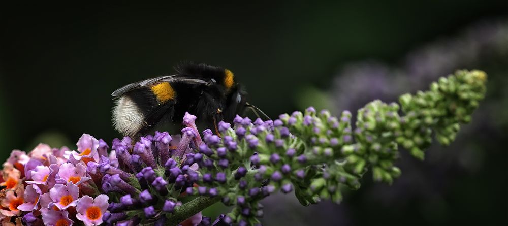 Noch eine Hummel 