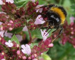 Noch eine Hummel auf Oregano - nach dem Regen