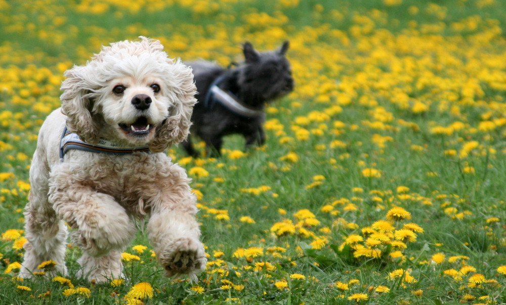 Noch eine Hundewiesefoto....