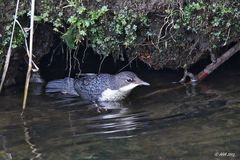 Noch eine junge Wasseramsel