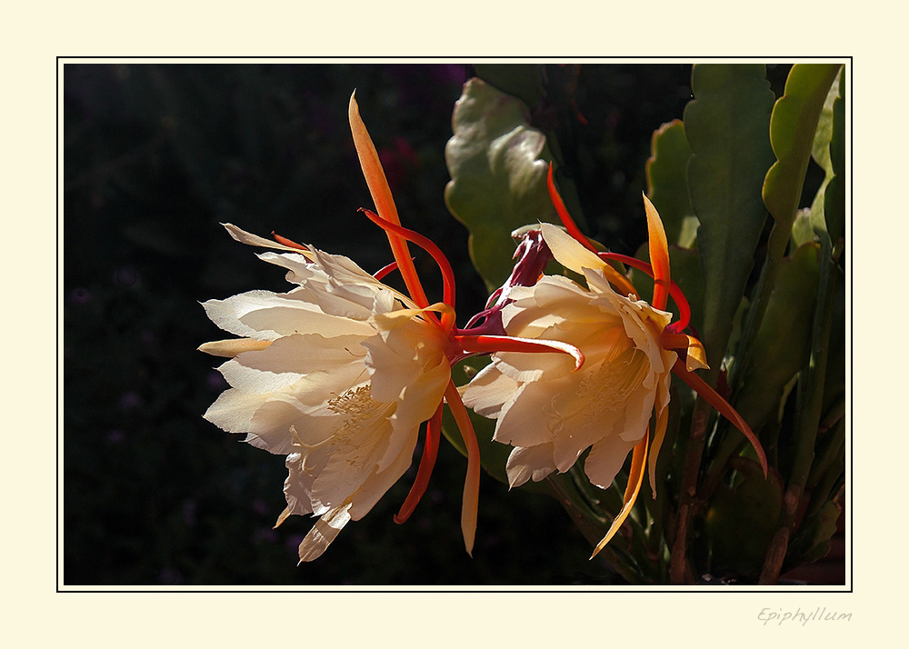 Noch eine Kaktusblüte