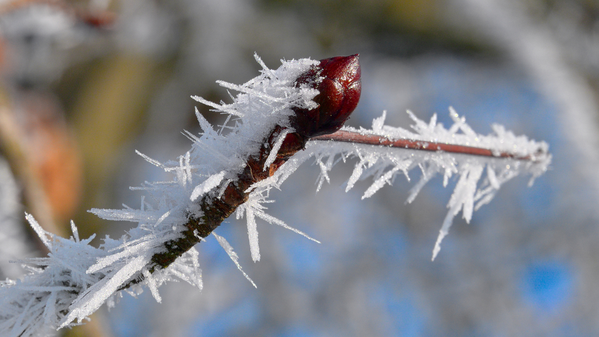 Noch eine Kastanienknospe im Winterschlaf.