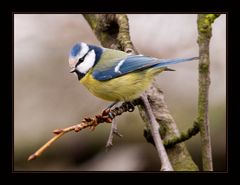 Noch eine kleine Blaumeise....