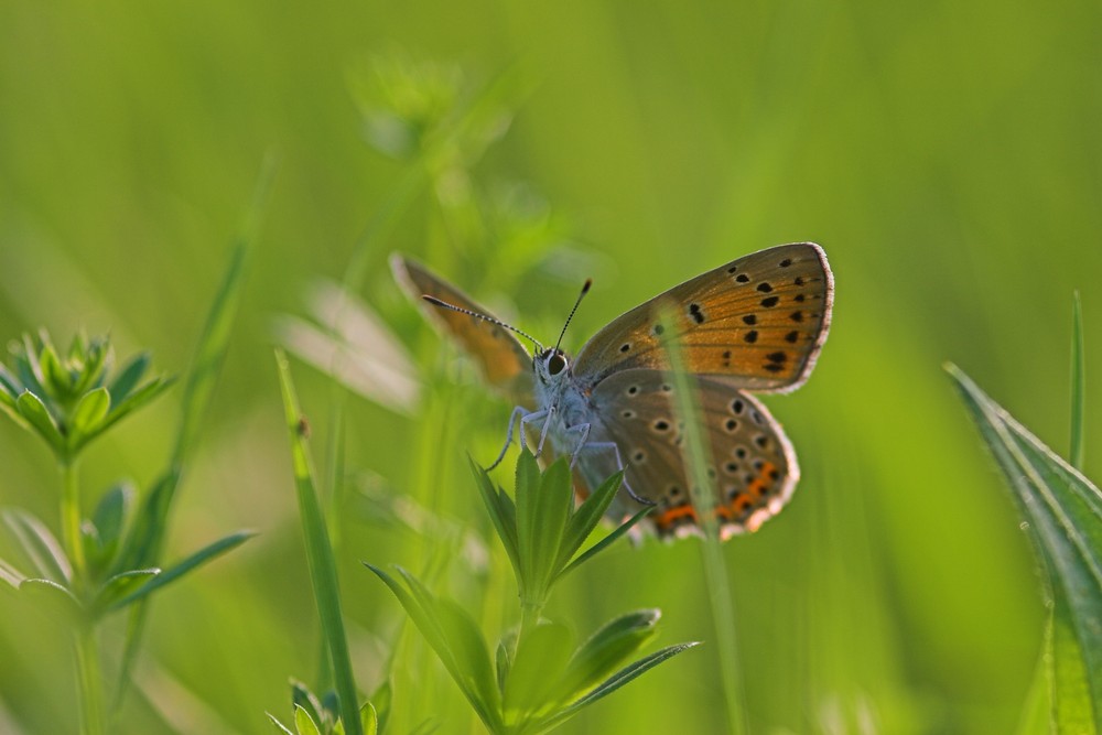 Noch eine kleine Butterfliege