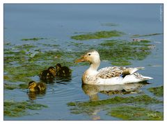 Noch eine kleine Familie