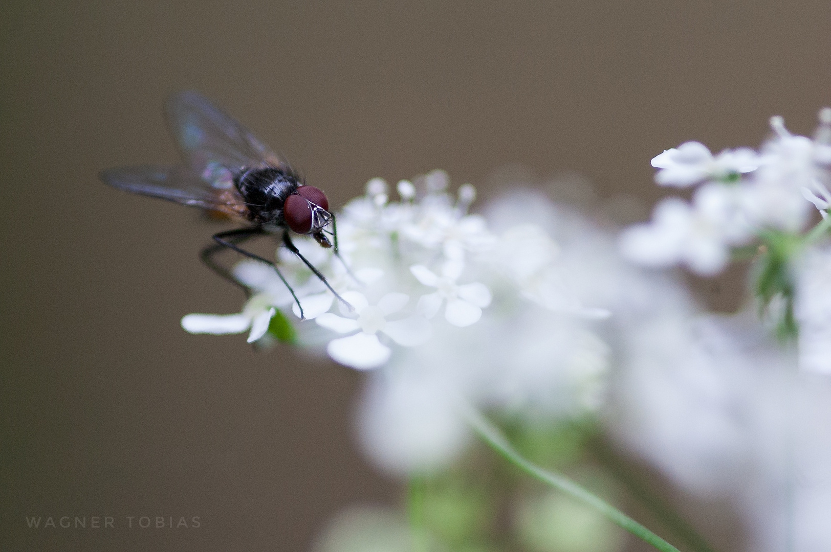 Noch eine kleine Fliege