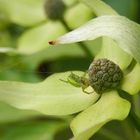 Noch eine Kürbisspinne (Aranielle cucurbitina) - Diesmal im Blumen-Hartriegel