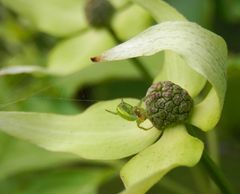 Noch eine Kürbisspinne (Aranielle cucurbitina) - Diesmal im Blumen-Hartriegel