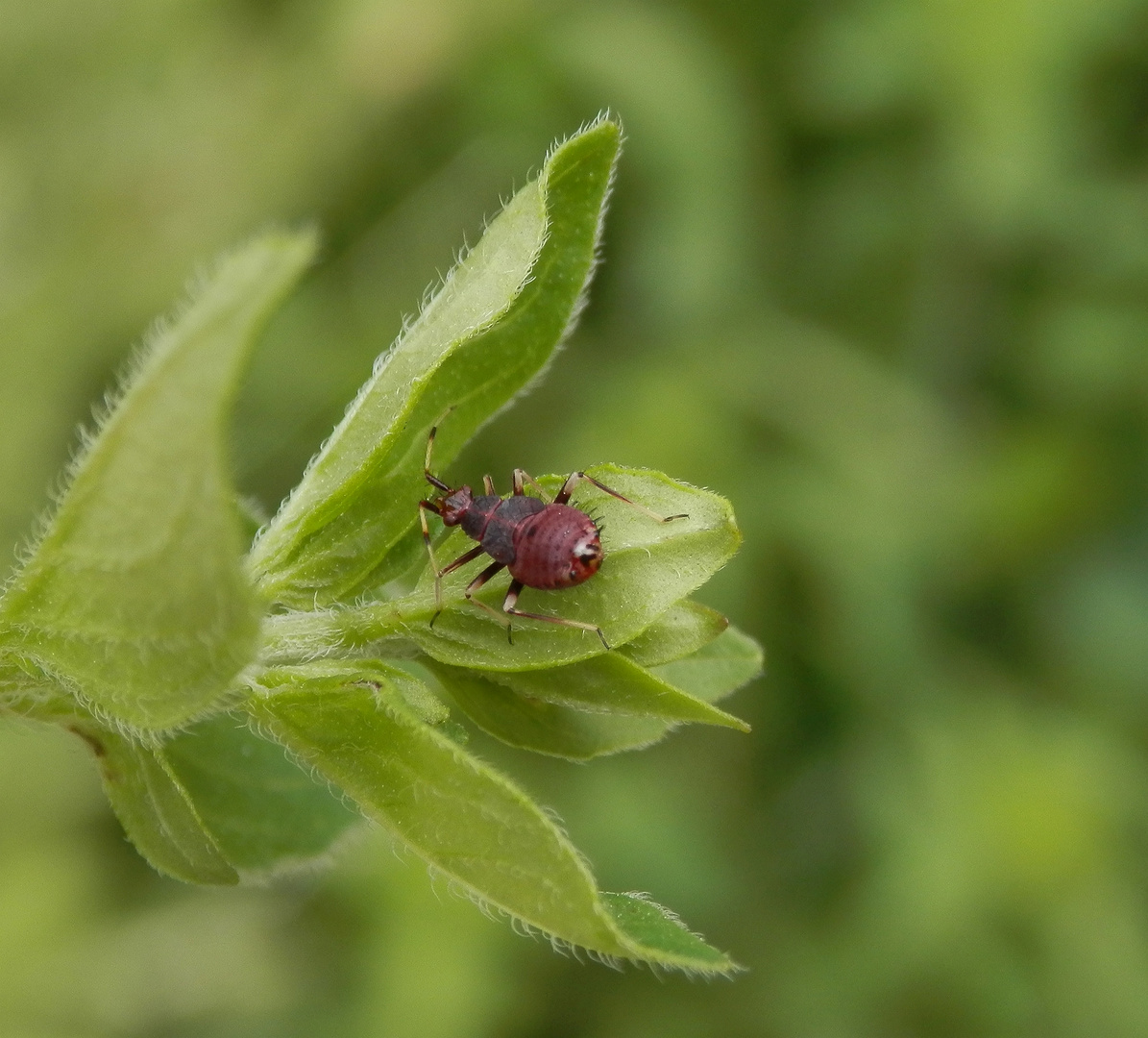 Noch eine L4-Larve von Deraeocoris ruber