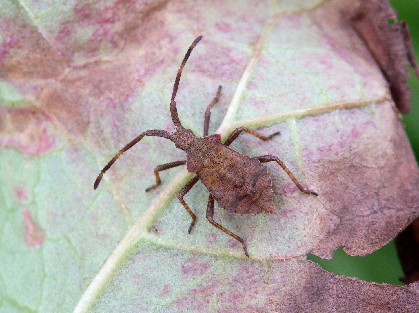 Noch eine L5-Larve der Lederwanze (Coreus marginatus)