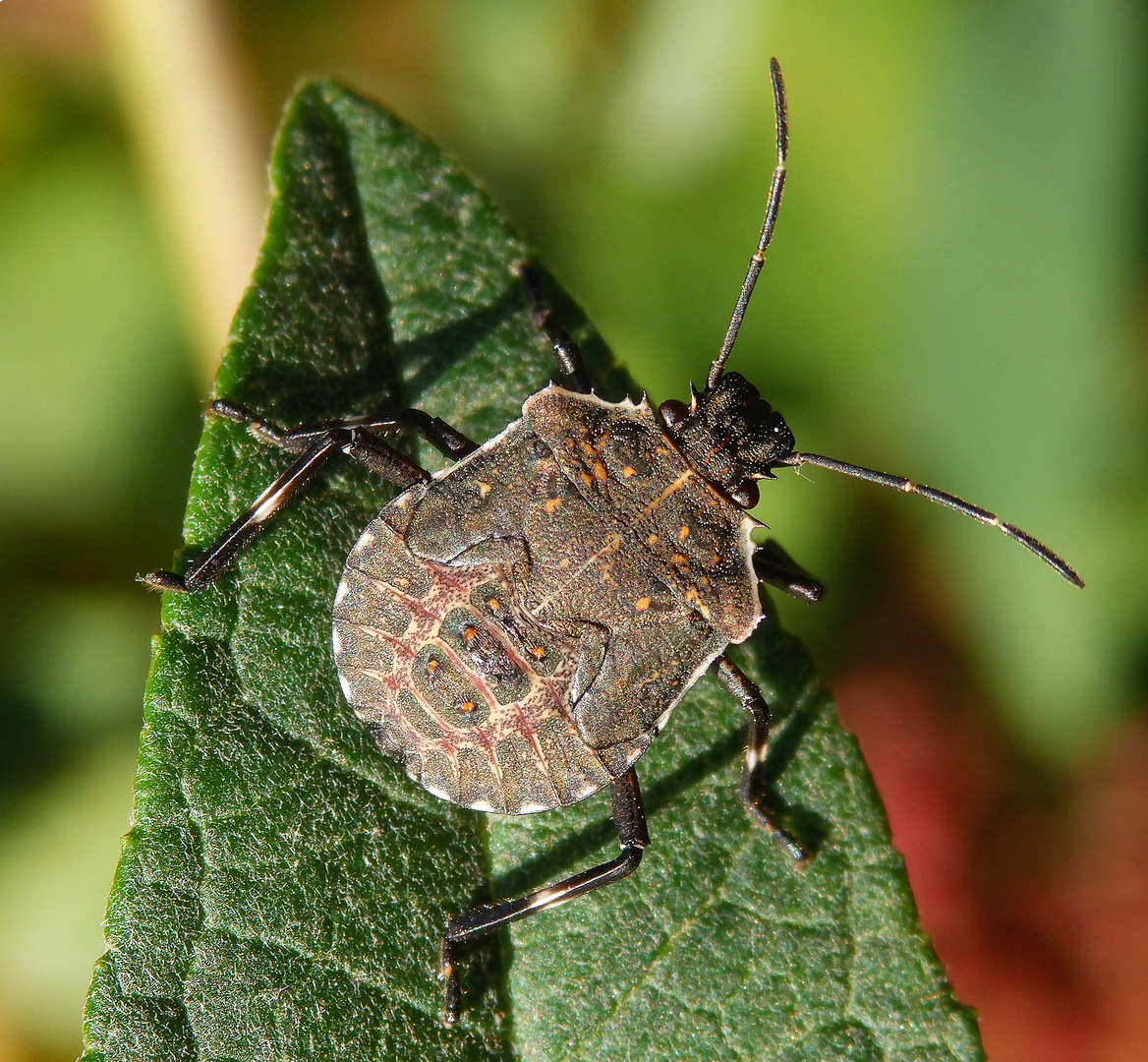 Noch eine L5-Larve der Mamorierten Baumwanze (Halyomorpha halys)