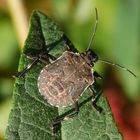 Noch eine L5-Larve der Mamorierten Baumwanze (Halyomorpha halys)