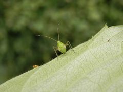 Noch eine L5-Nymphe der Vierpunkt-Zierwanze (Adelphocoris quadripunctatus)