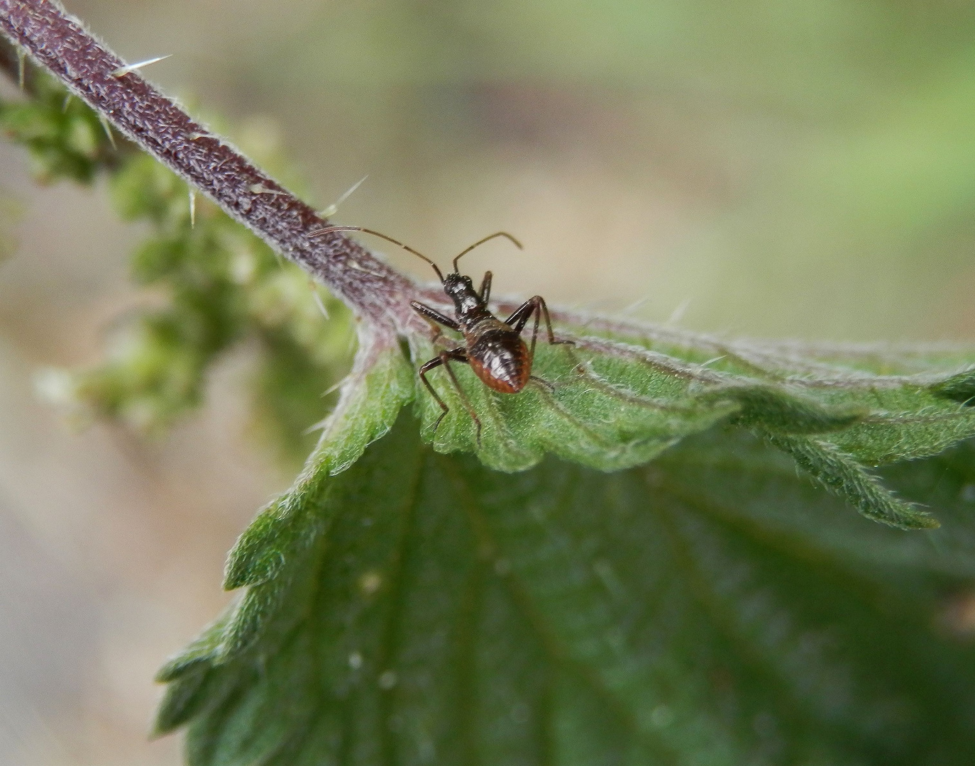 Noch eine Larve der Baumsichelwanze (Himacerus apterus)