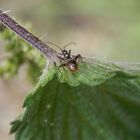 Noch eine Larve der Baumsichelwanze (Himacerus apterus)