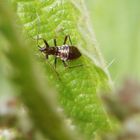 Noch eine Larve der Baumsichelwanze (Himacerus apterus)