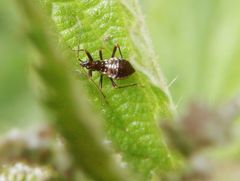 Noch eine Larve der Baumsichelwanze (Himacerus apterus)