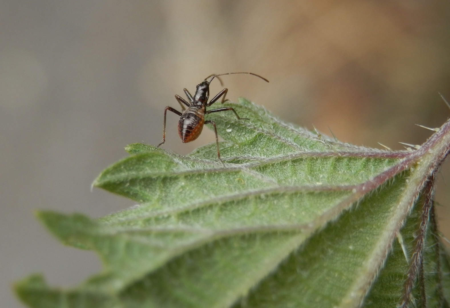 Noch eine Larve der Baumsichelwanze (Himacerus apterus)