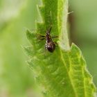 Noch eine Larve der Baumsichelwanze (Himacerus apterus)