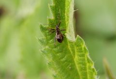 Noch eine Larve der Baumsichelwanze (Himacerus apterus)