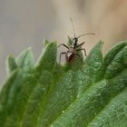 Noch eine Larve der Baumsichelwanze (Himacerus apterus)