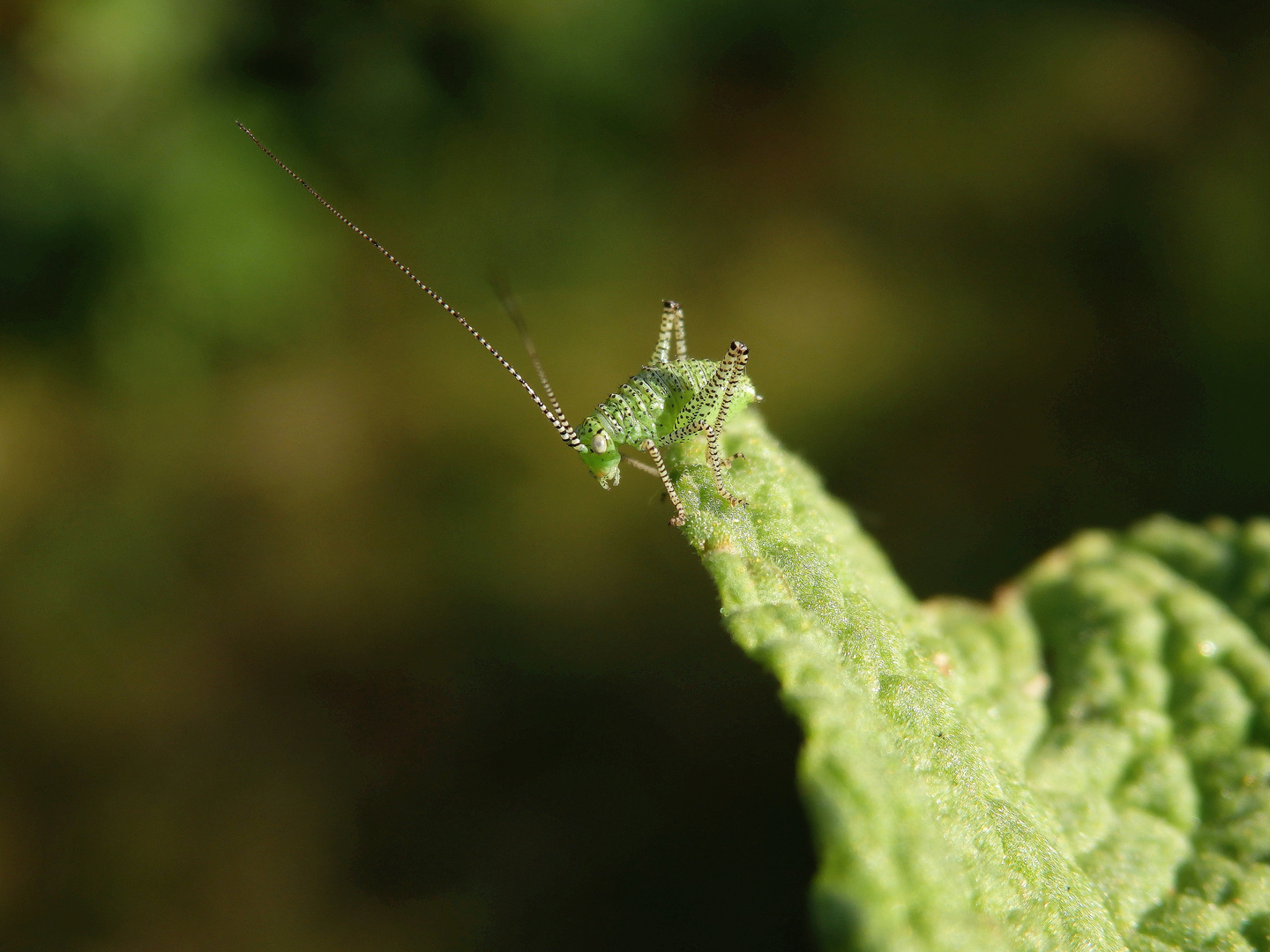 Noch eine Larve der Punktierten Zartschrecke (Leptophyes punctatissima)