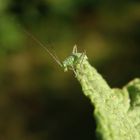 Noch eine Larve der Punktierten Zartschrecke (Leptophyes punctatissima)