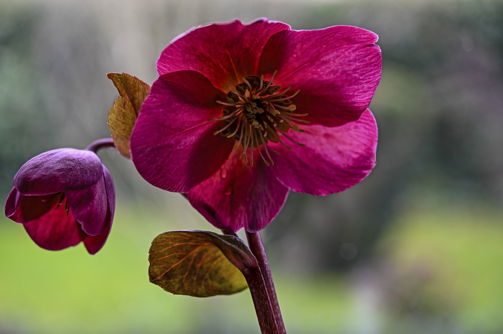 Noch eine Lenzrose