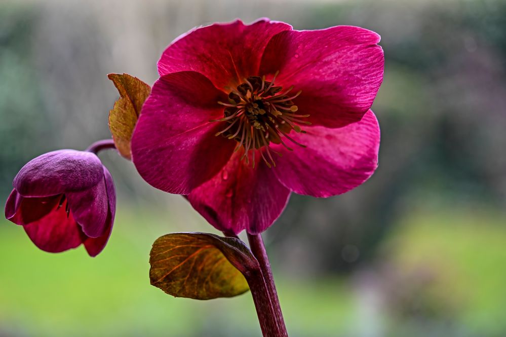 Noch eine Lenzrose