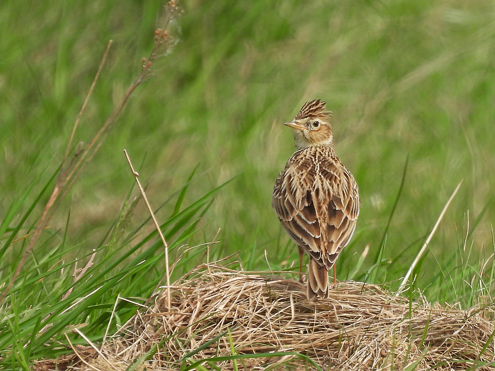 Noch eine Lerche... Foto & Bild tiere, wildlife, wild lebende vögel