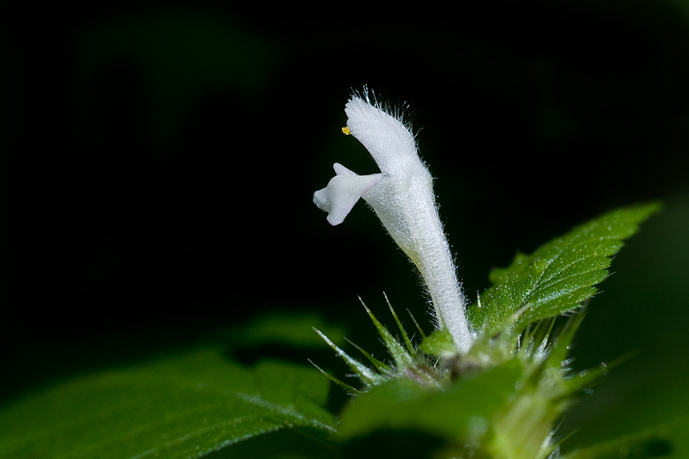 noch eine letzte Blüte im Walde