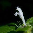 noch eine letzte Blüte im Walde