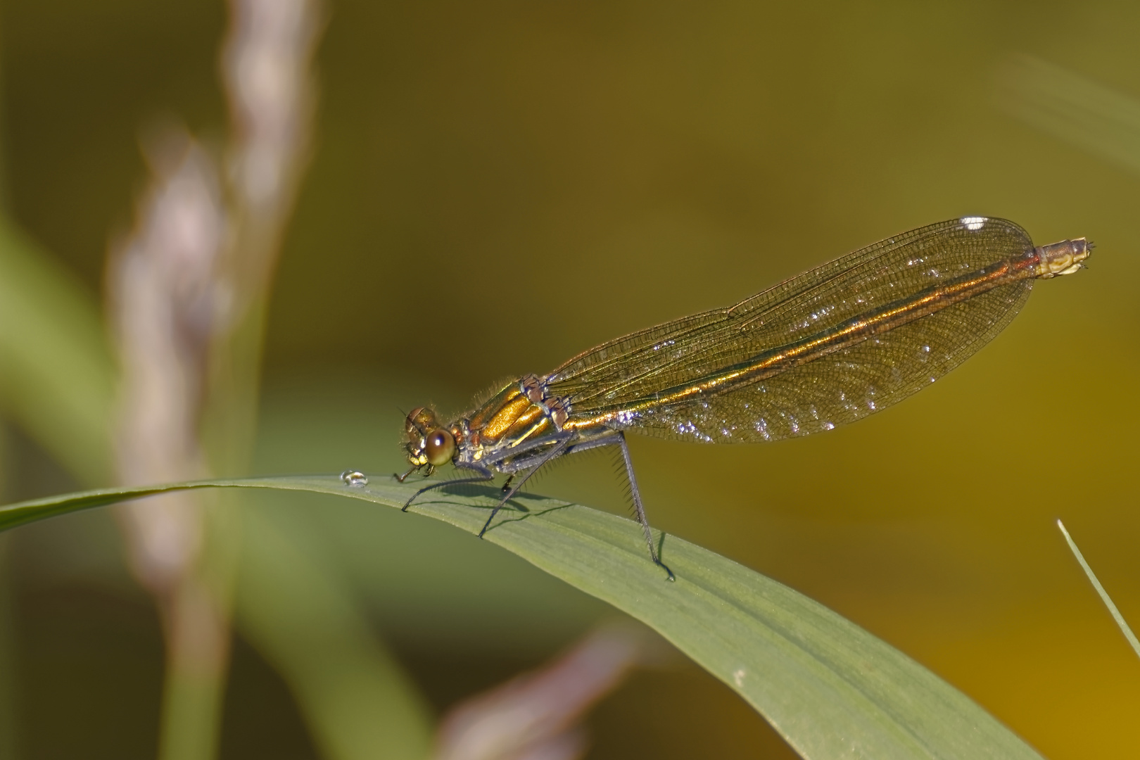 Noch eine Libelle