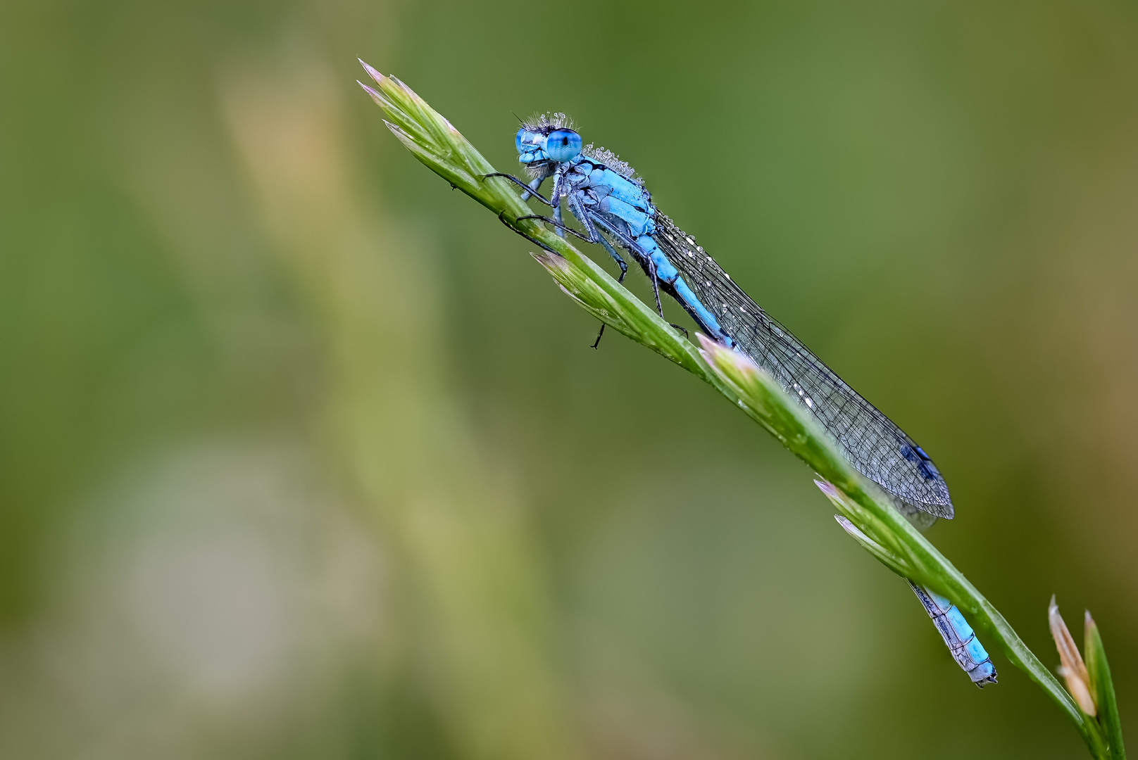 Noch eine Libelle