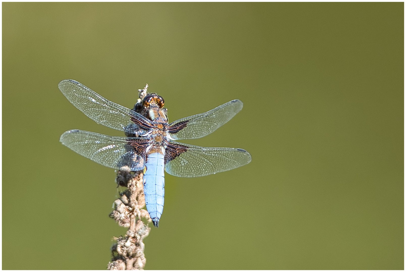 noch eine Libelle